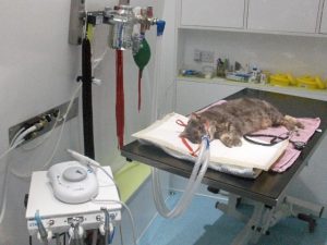Operating table in a vet practice vehicle